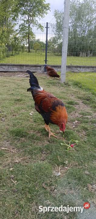 Koguty Silki i Włoszki Tarnobrzeg