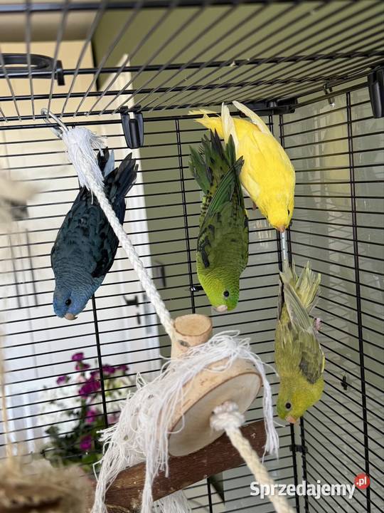Papużki Katarzynki Stokówki prążkowane Warszawa