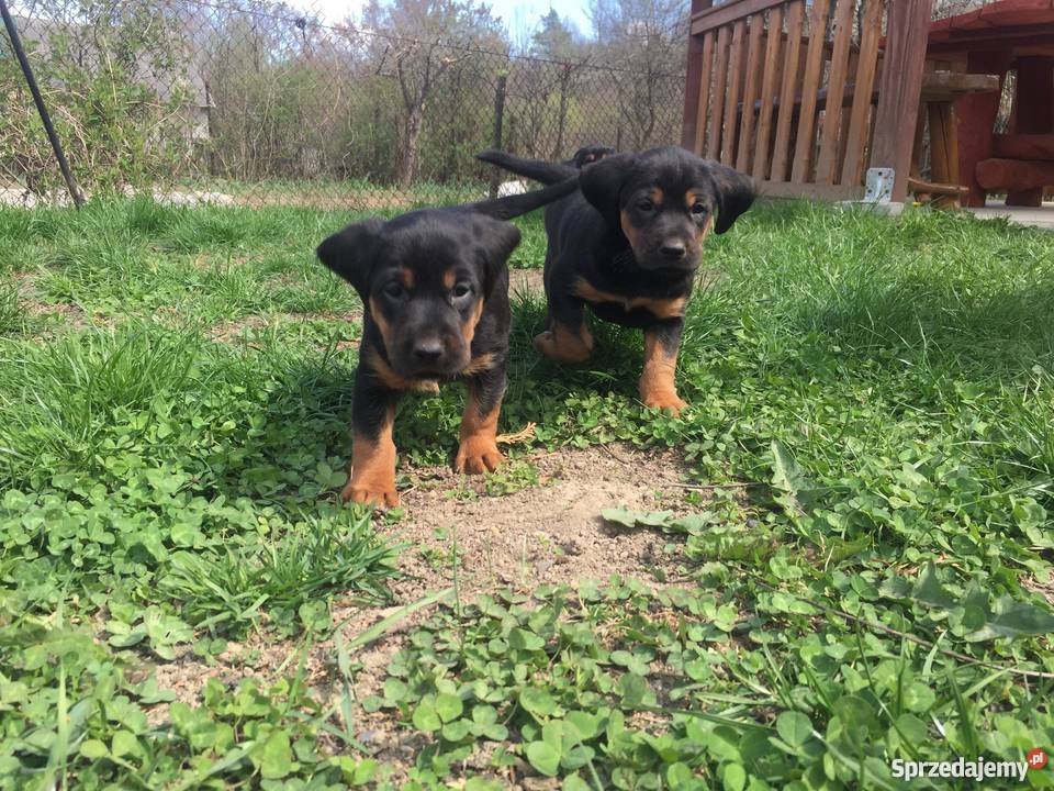 Oddam szczeniaki Gończy Polski Łukowe