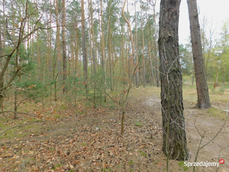 Syndyk sprzeda Radom Andersena leśna