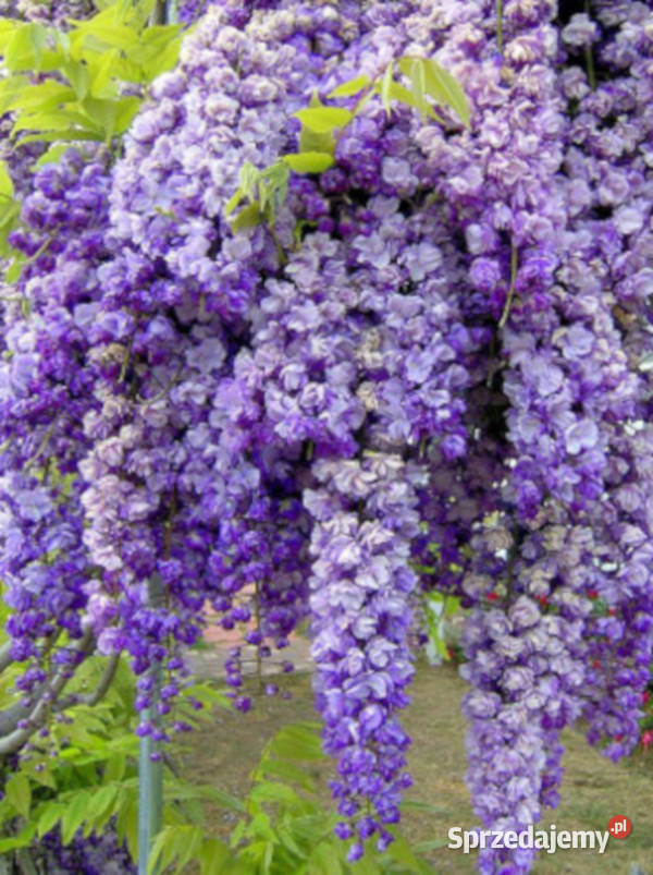 GLICYNIA CHIŃSKA Wisteria sinensis NASIONA 200 Nasiona Lubanie
