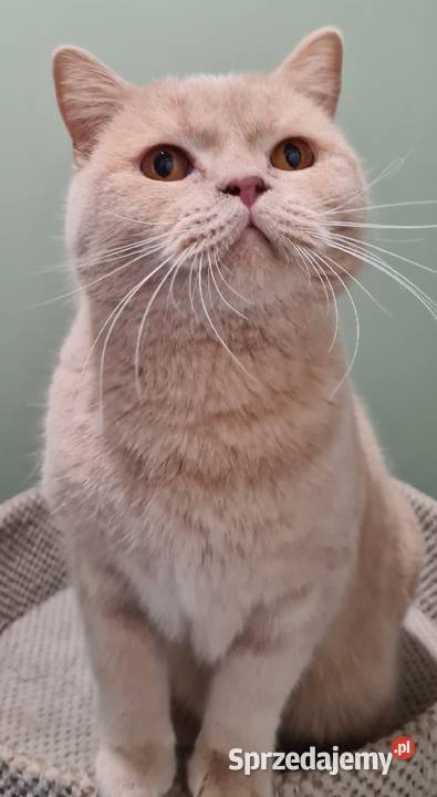 Kocur brytyjski kremowy Wierzyce