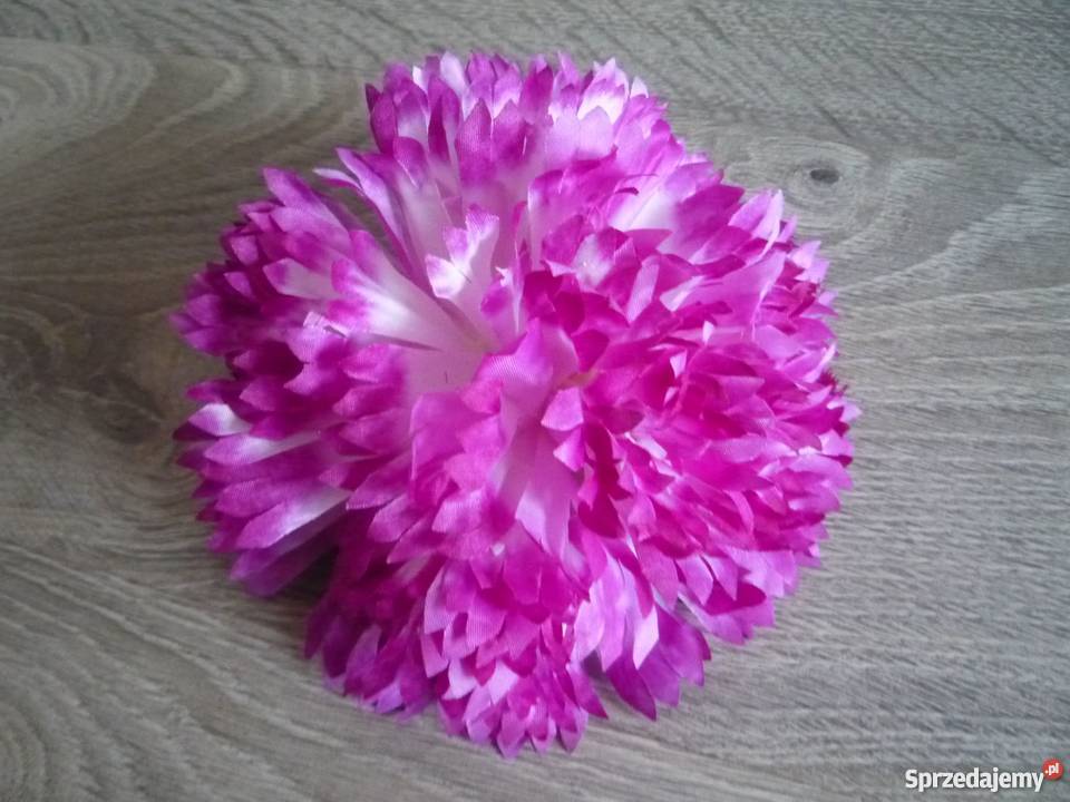Duża 17 chryzantema główka żółta fioletowa wielokolorowy zachodniopomorskie Szczecin