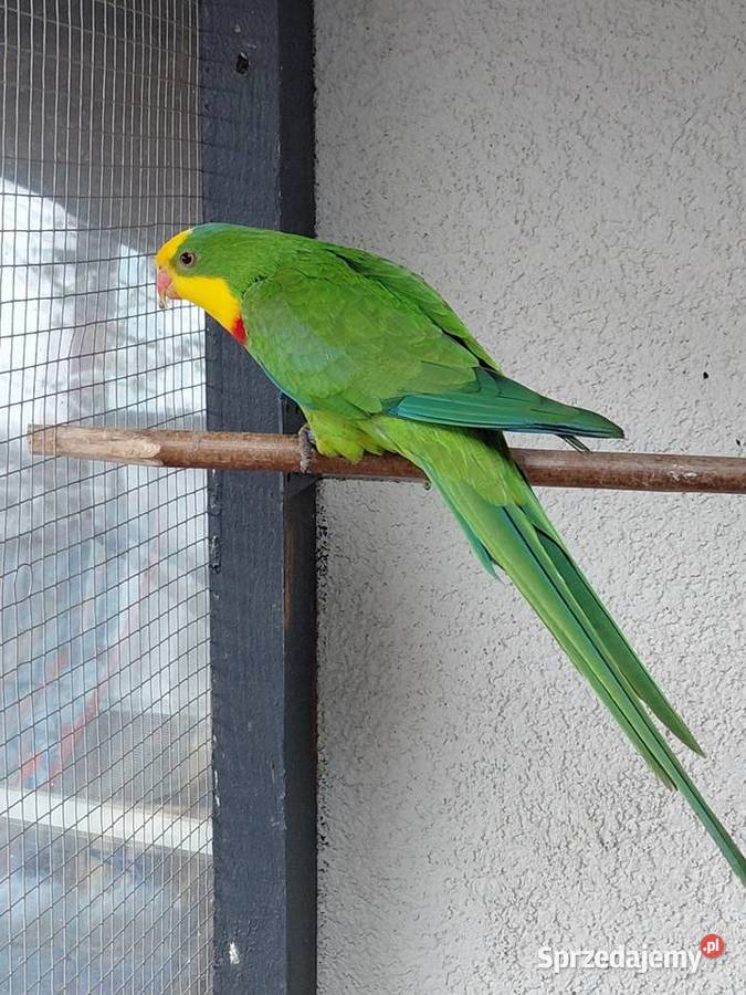 Sprzedam samca barabandy