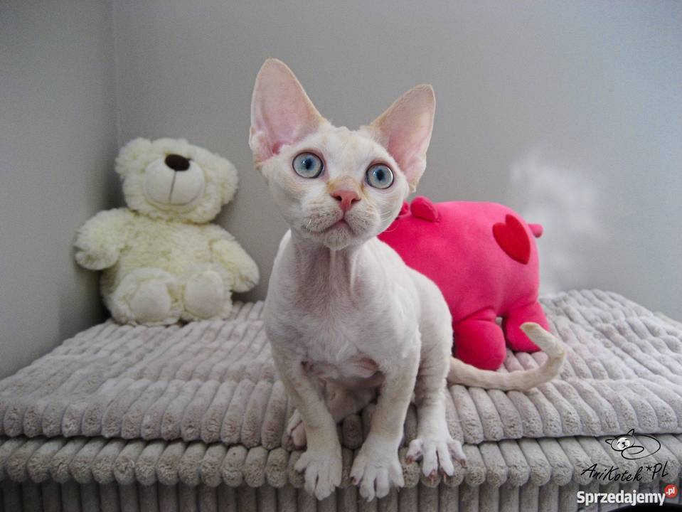 DEVON REX kocurek CHAMPIONACH Kielce