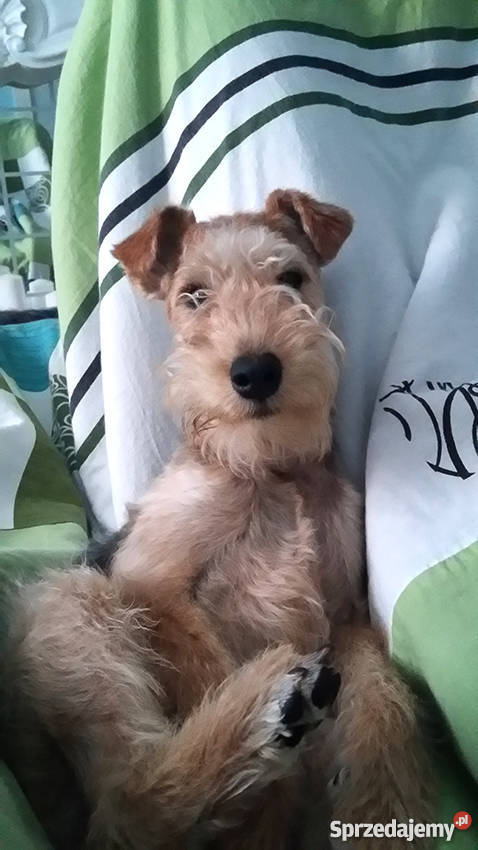 Szczeniak lakeland terrier jest sprzedawany łódzkie Łódź
