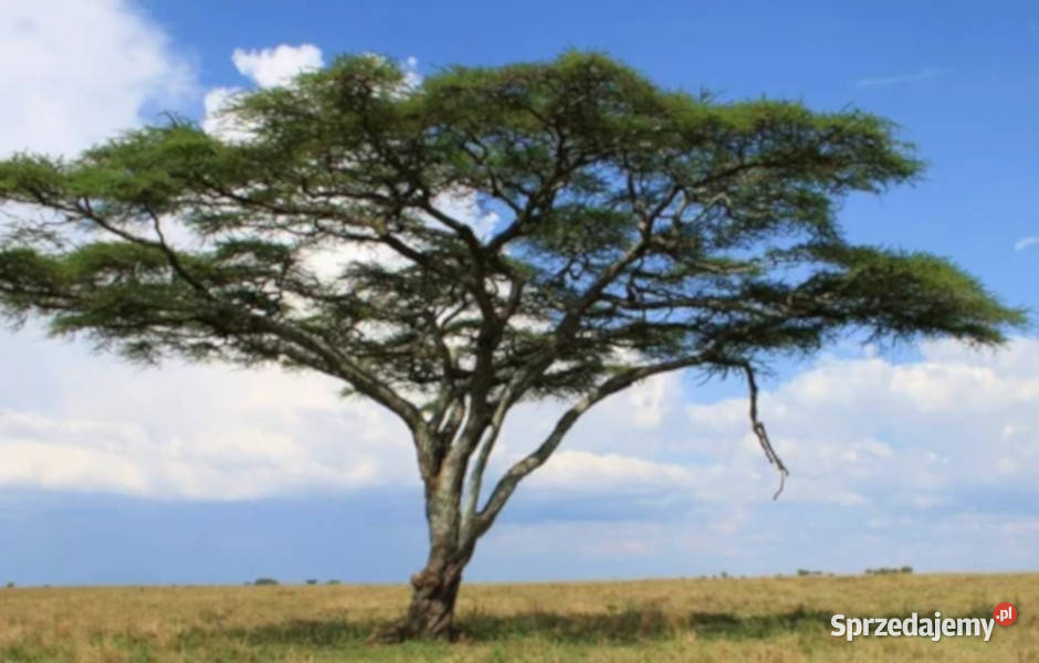 CIERŃ PARASOLOWY Acacia planifrons NASIONA 100g
