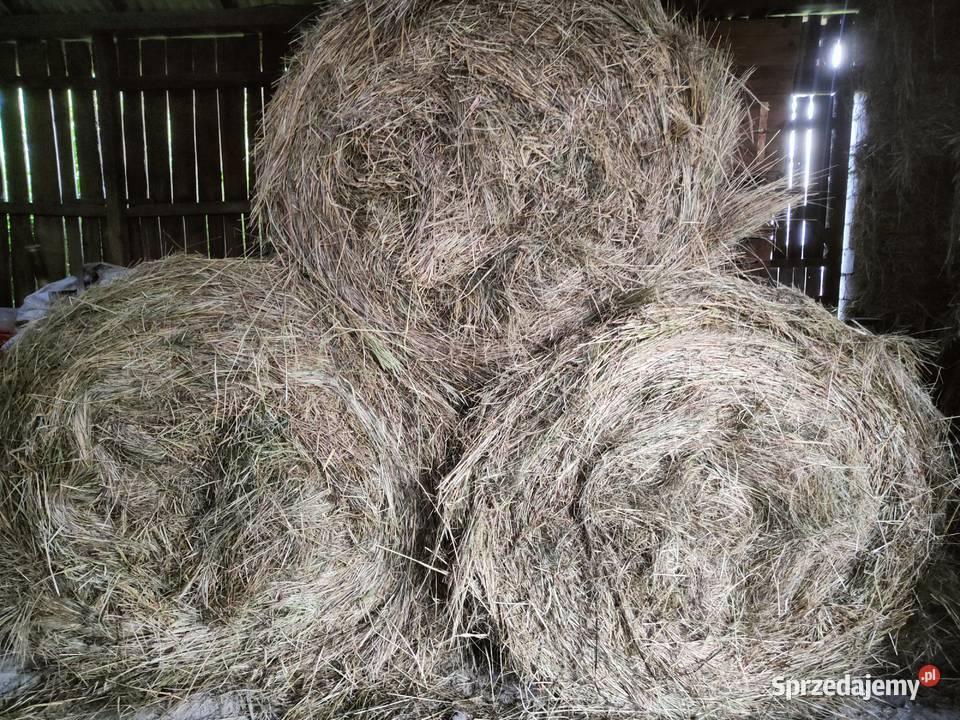 Siano 2023 rozmiar 120x150 Pińczów sprzedam