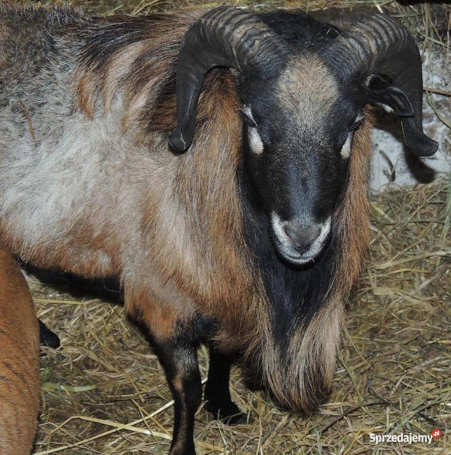 tryk baran owcy kameruńskiej Pozostałe Kaczory