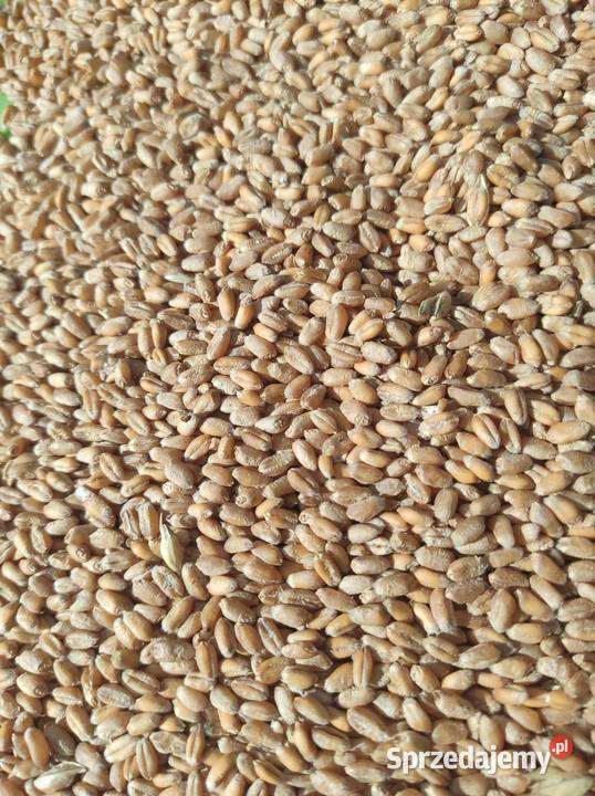 Pszenica hondia z zbirów 2022 Gręboszów sprzedam