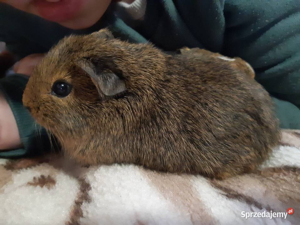 Świnka morska samiec Poddębice