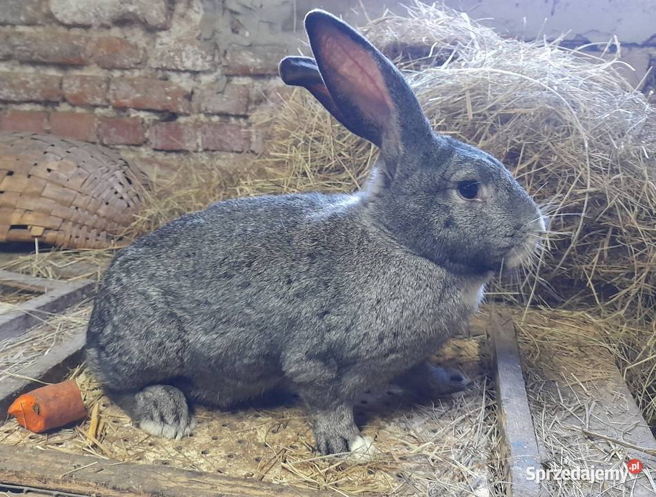 Króliki roczne samice i samce