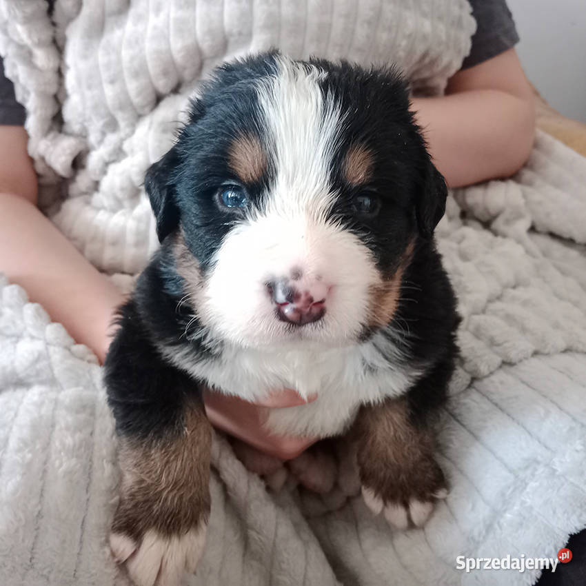 Berneński Pies Pasterski miot z odrobiną magii Gostyń