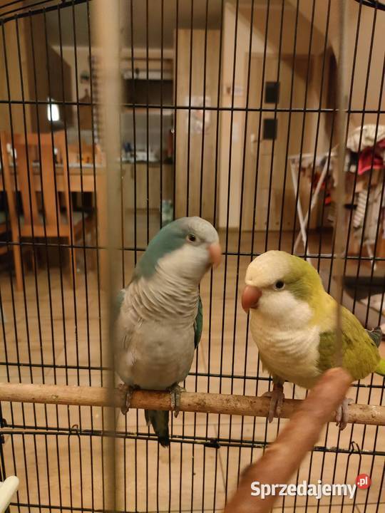 Sprzedam klatkę i dwie Mnichy Nizinne wielkopolskie Lulinek