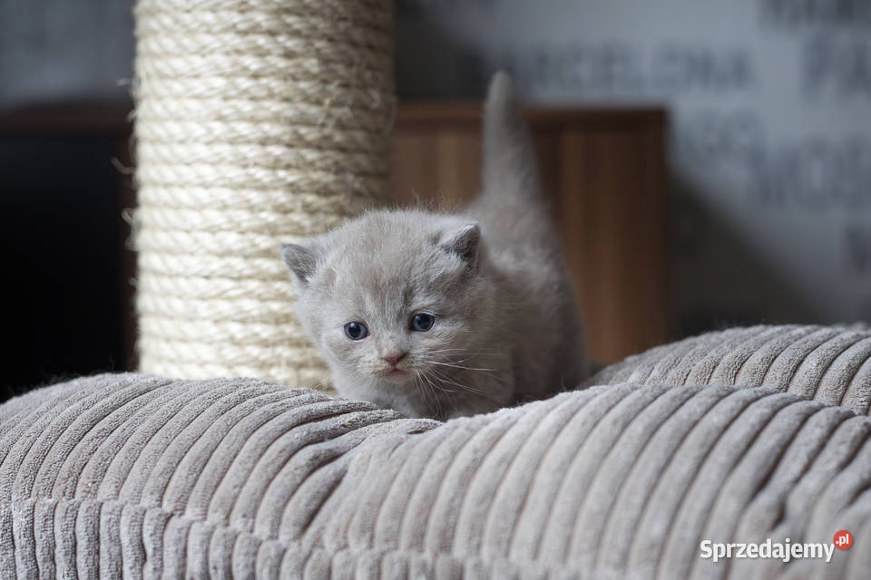 Brytyjski Kocur Krótkowłosy Liliowy Tęczowy Agat Kaźmierz sprzedam