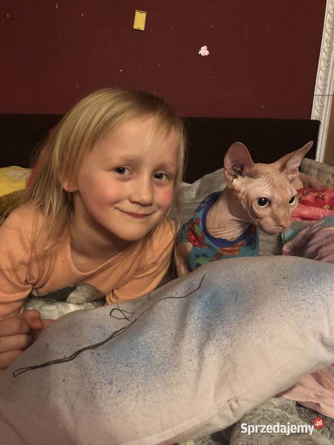 Czarny pręgowany Kocurek Płatna Adopcja Sfinks Warszawa