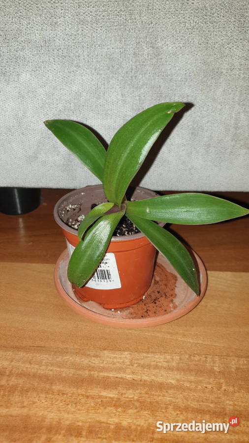 Trzykrotka reo meksykańskie do domu ogrodu na mazowieckie Warszawa sprzedam