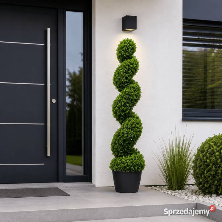 Stylowy bukszpan w formie spirali 120