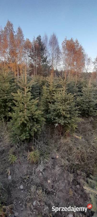 Choinka żywa świerk zwykły srebrny gałązki Częstochowa