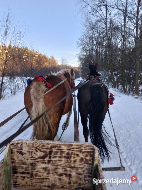 sprzedam klacz zimnokrwistom Ropczyce