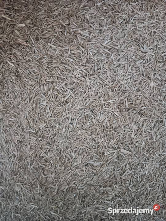 Życica trwałaRajgras Antopol