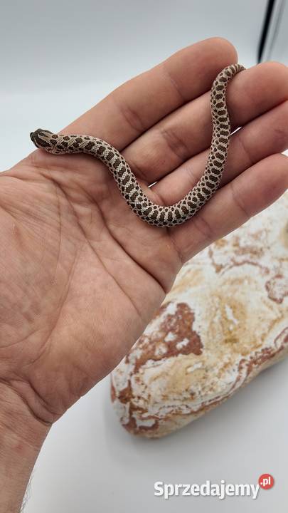 Heterodon zachodni samczyki Olsztyn