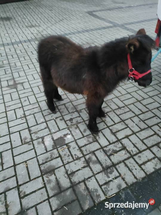 Mini ogierek kuc szetlandzki Zwierzęta Brzeziny