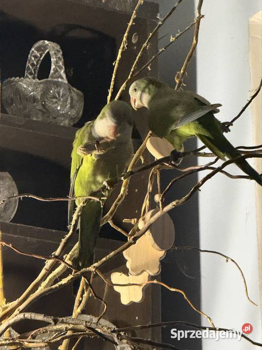 Mnichy Nizinne do woliery mazowieckie Pruszków