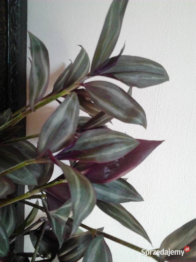 Tradescantia multicolor trzykrotka ciekawa Kraków sprzedam