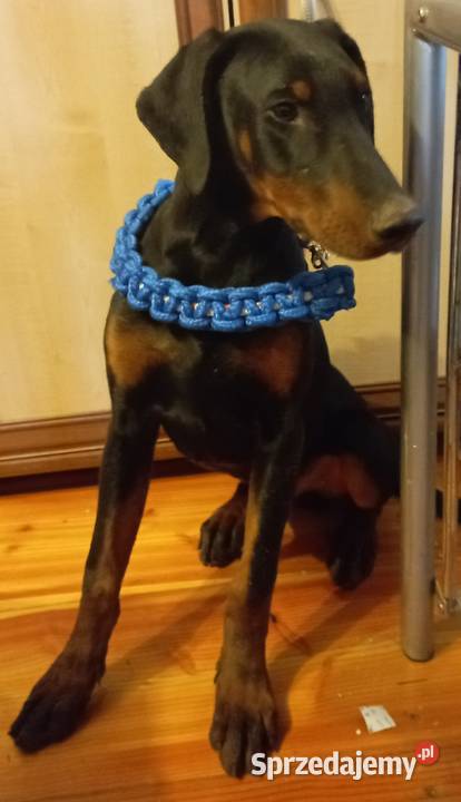 Suczka i piesek rasy Doberman półroczne Michałów