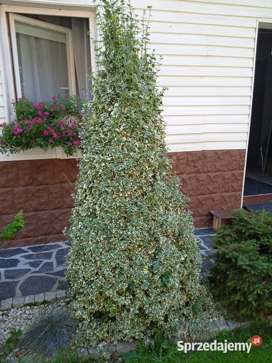 Do sprzedania Trzmielina Dębica sprzedam