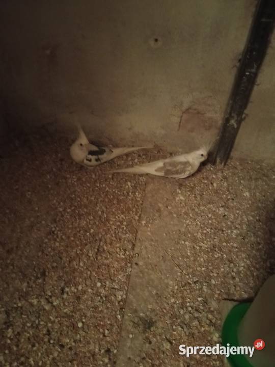 Sprzedam papugi nimfy białogłowe para Myślenice