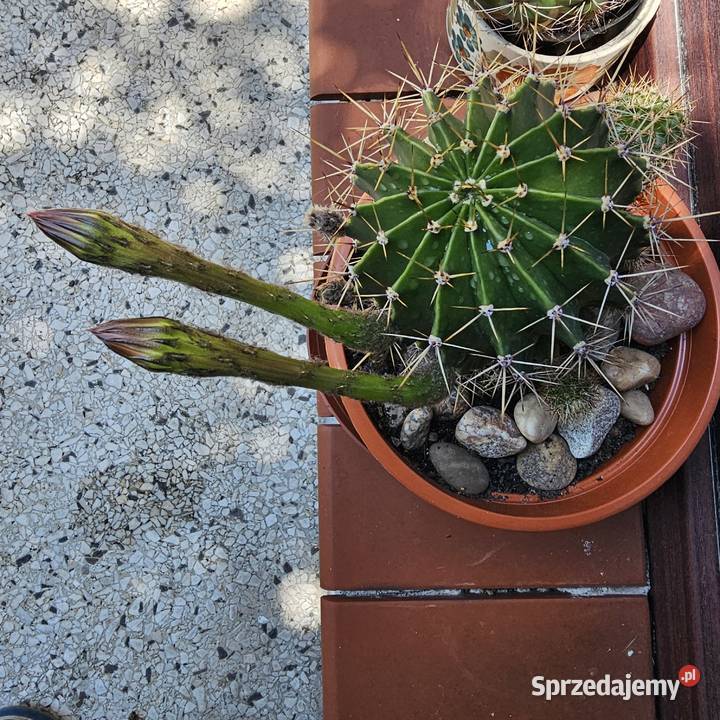 Kaktus Echinopsis Królowa nocy Oświęcim