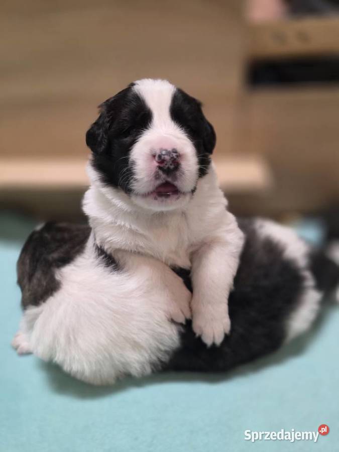 MASTIF PIRENEJSKI ZKWP FCI Arentowo