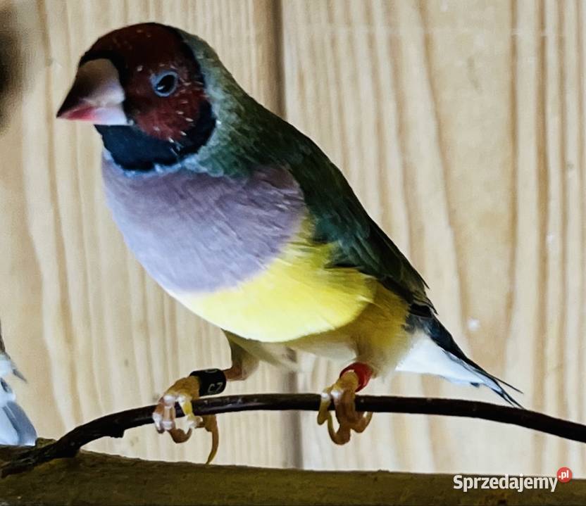 Amadyna wspaniała samiczka 2025r Ruda Śląska sprzedam