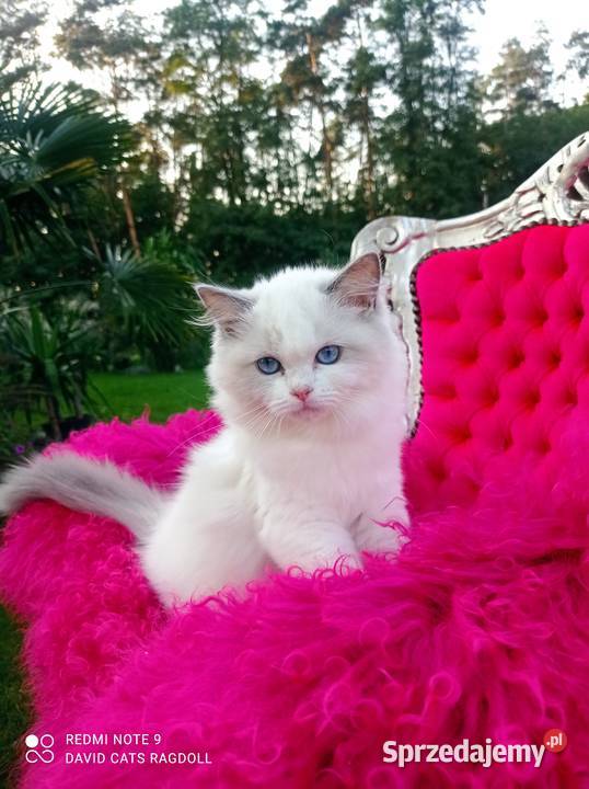 Ragdoll Kotka blue bicolor FIFE FPL Wschowa