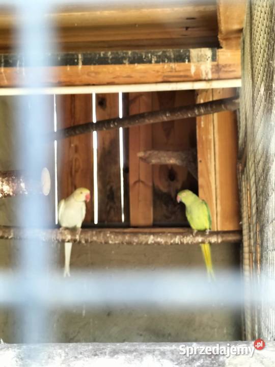 Likwidacja hodowli Uciechów sprzedam