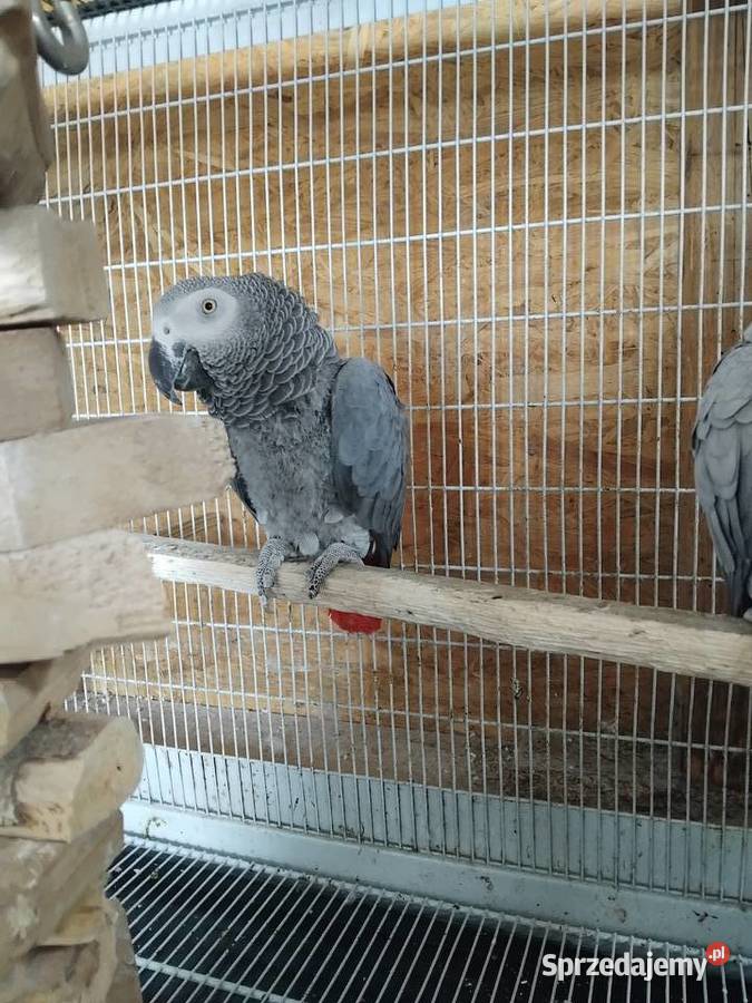 Samica i samiec Żako świętokrzyskie Bogoria