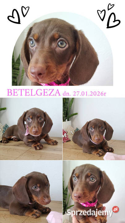 SUCZKA Jamnik krótkowłosy Czekoladowa podpalana Kraków