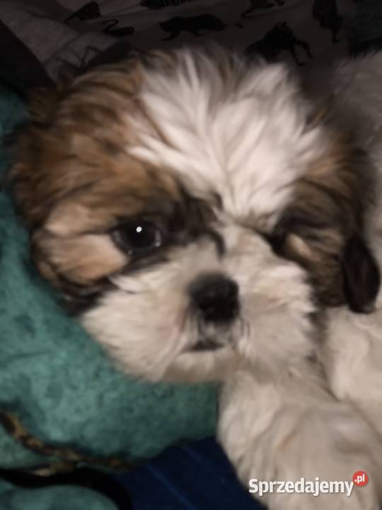 Shihtzu piesek samodzielny Jadów