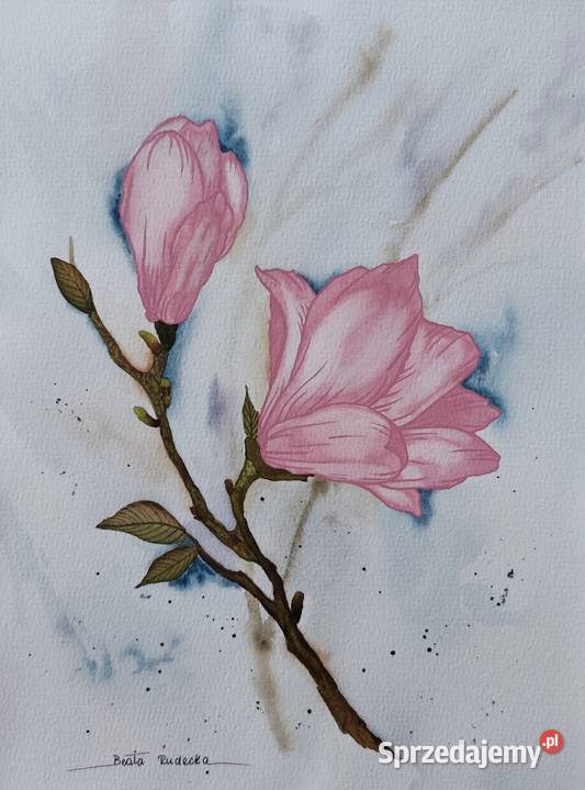 Akwarela Akwarelka Obraz pt Magnolia 225 x 30