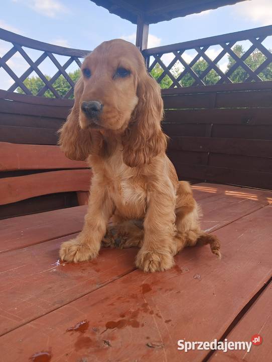 Sprzedam Cocker spaniel angielski Bytoń