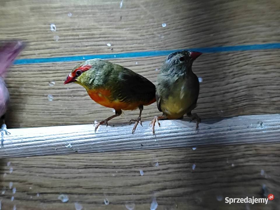 Bengalik złotobrzuchy para 2025 astryld Astryldy sprzedam