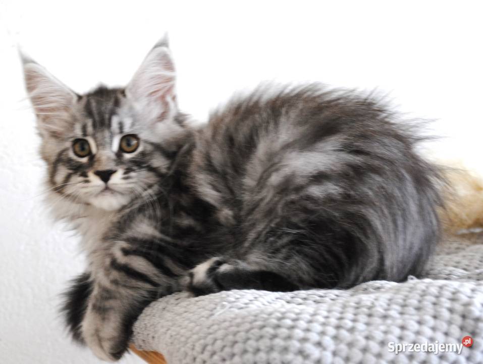 Piękny i duży kocurek maine coon
