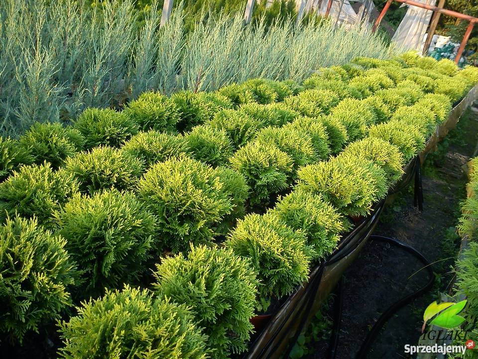 Tuje kuliste Globosa Danica Hoseri Miriam Golden Proszowice