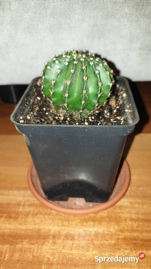 Kaktus