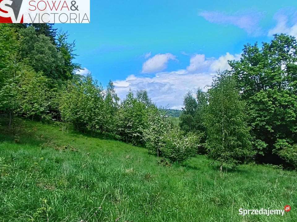 Widok na góry piękny drzewostan lesie Sprzedaż dolnośląskie Jedlina-Zdrój