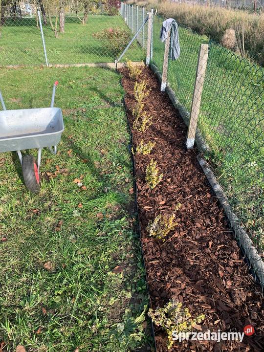 Ogródek działkowy ROD Zagroda Wrocław Kłokoczyce 54zł/m2