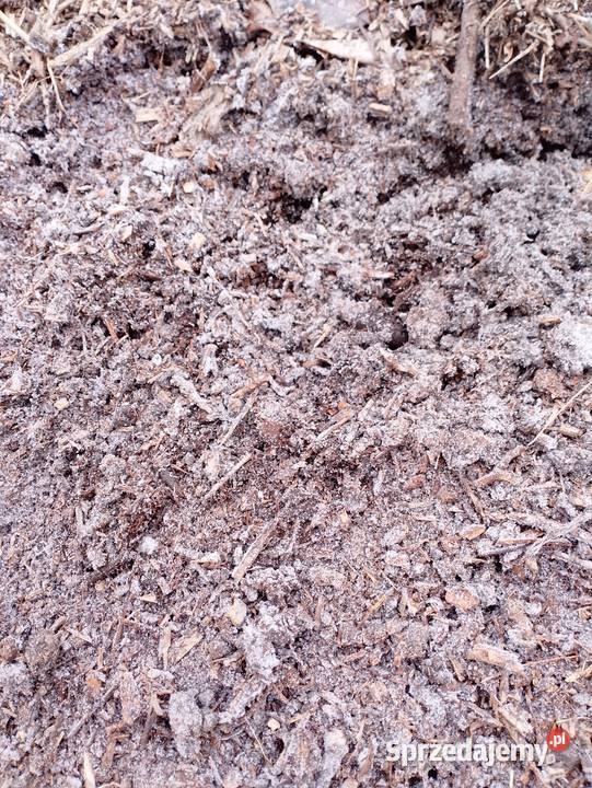 Próchnica Biomasa Zrębka Ziemia Kwaśna pod Oświęcim