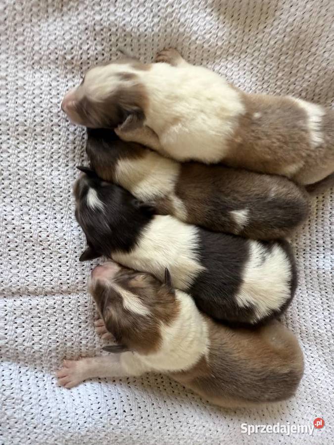 Owczarek szkocki długowłosy Colie Ostrołęka sprzedam